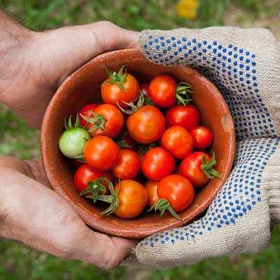 horticulture vegetable produce