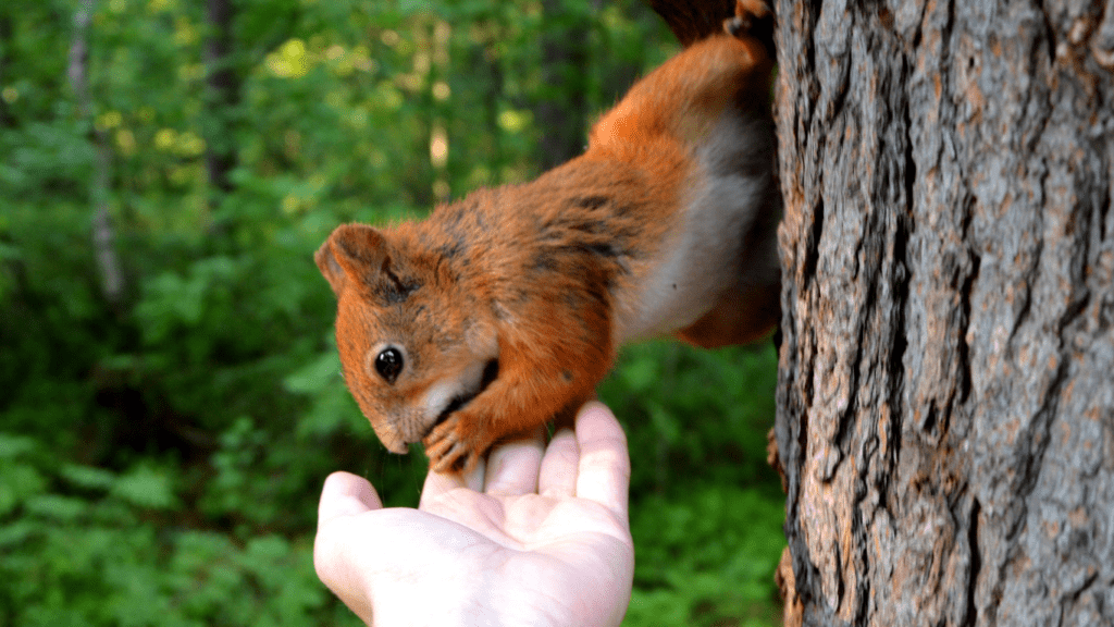 Engaging in animal during vacation 