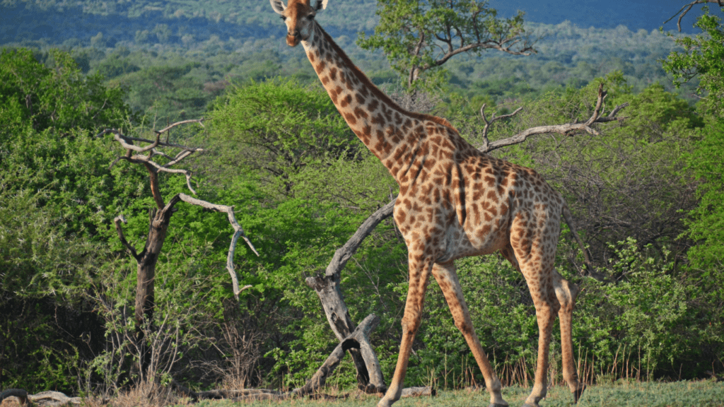 Giraffe