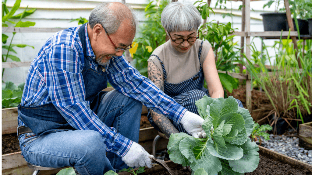 Harvesting a vegetables on their garden