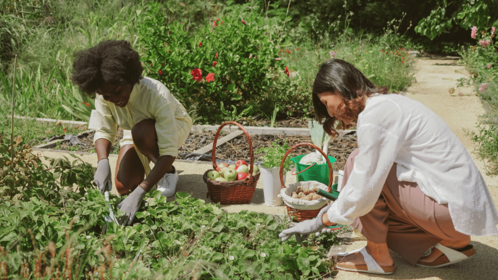 Harvesting vegetables 