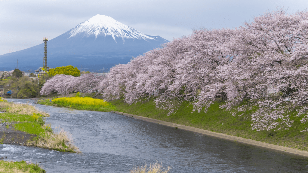 Mt. Fuji and cherry blossoms