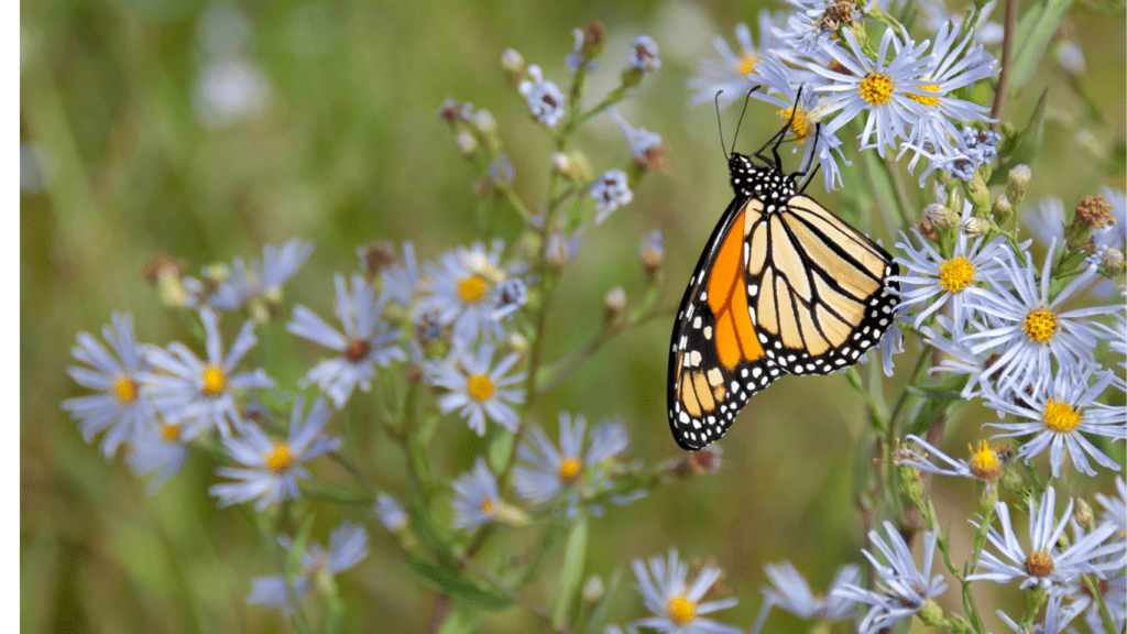 The Benefits of Biodiversity to Ecosystems