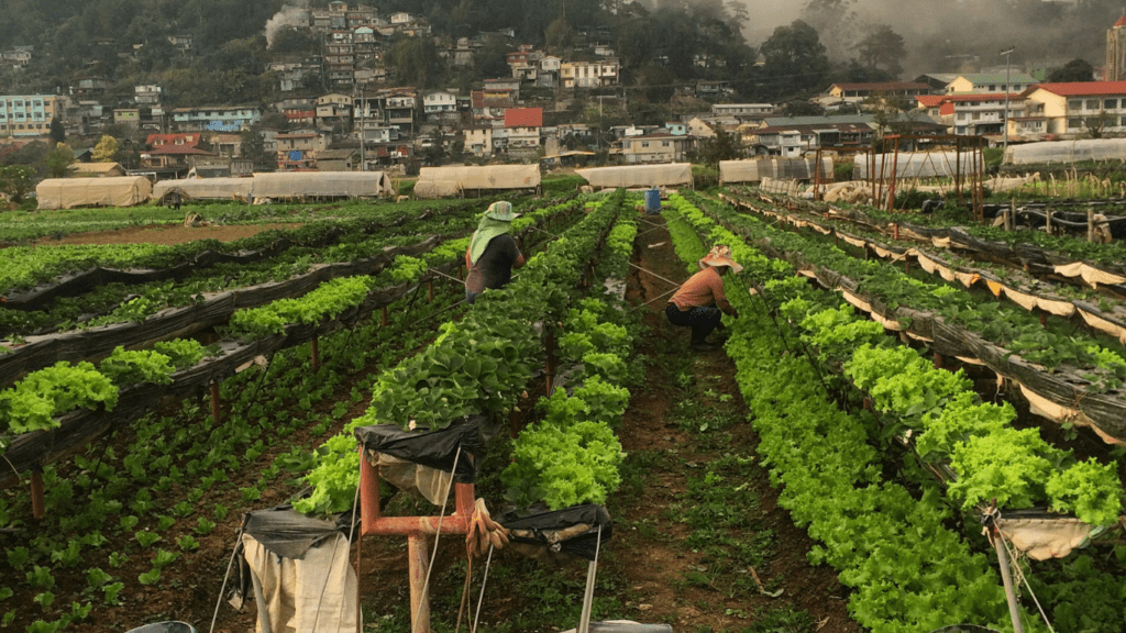 Organic farming of vegetables