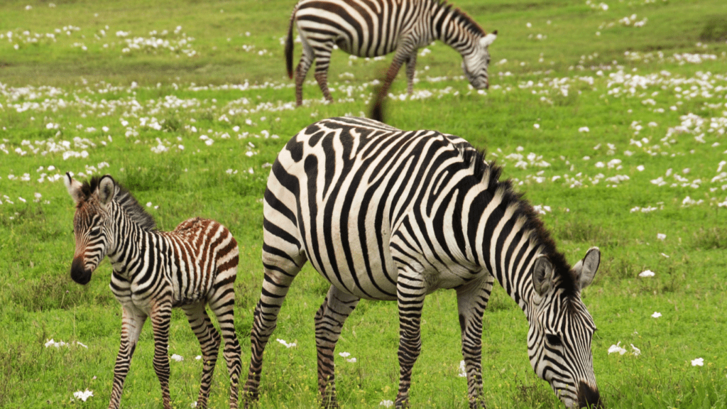 zebras on the meadow