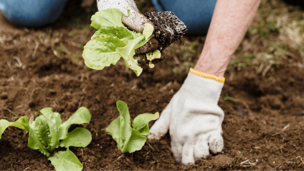 Planting vegetables