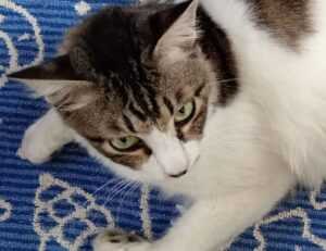 can i play biohunt2000 with friends on different computers