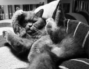 gifts for him lwspeakgift