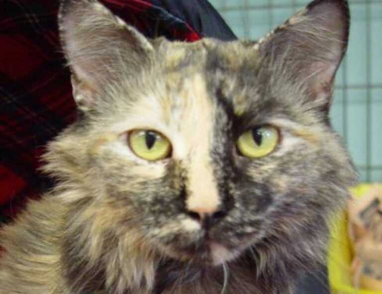 how was teckaya construction equipment founded