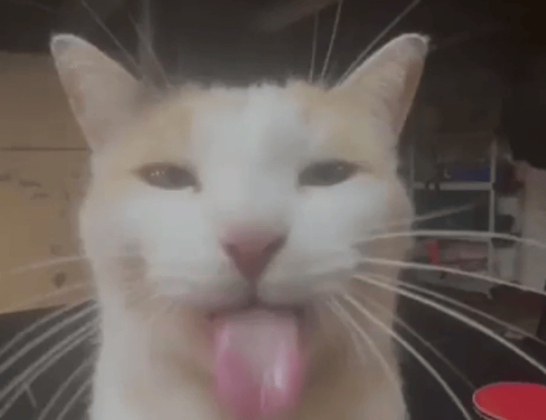 ideas for presents lwspeakgift