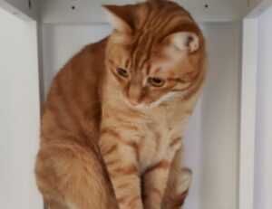 lwspeakgift gift guide by letwomenspeak