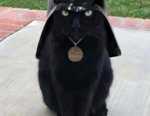 present ideas lwspeakgift