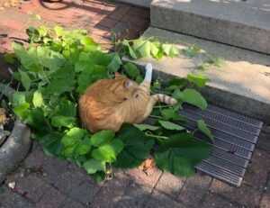 what to give for gifts lwspeakgift