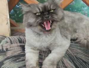 drake video polemico