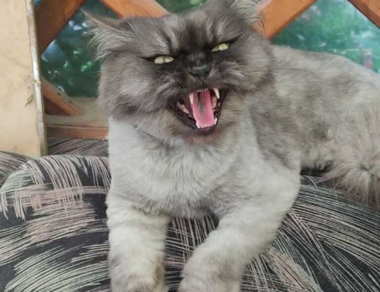 drake video polemico