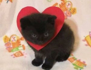 fnaf:g5ngei1ifv0= freddy