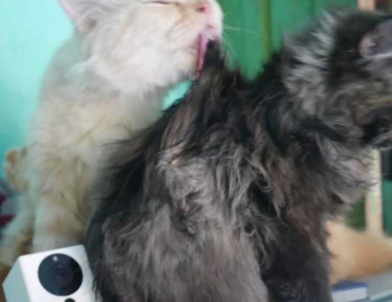 lauren alexis leaked of