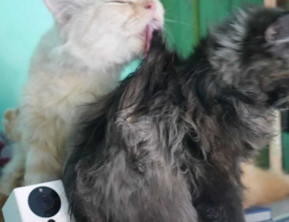 lauren alexis leaked of