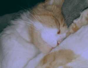 leo movie download isaimini