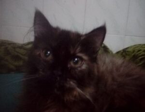 mia bailey leaked onlyfans