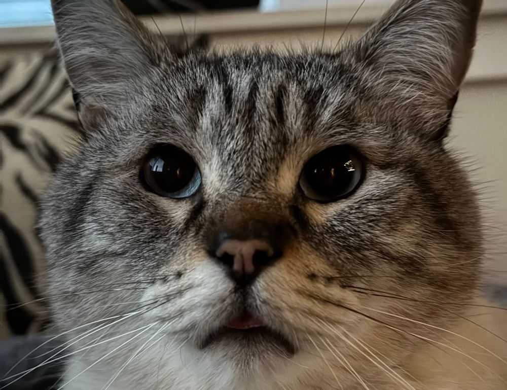 sidra hassouna image