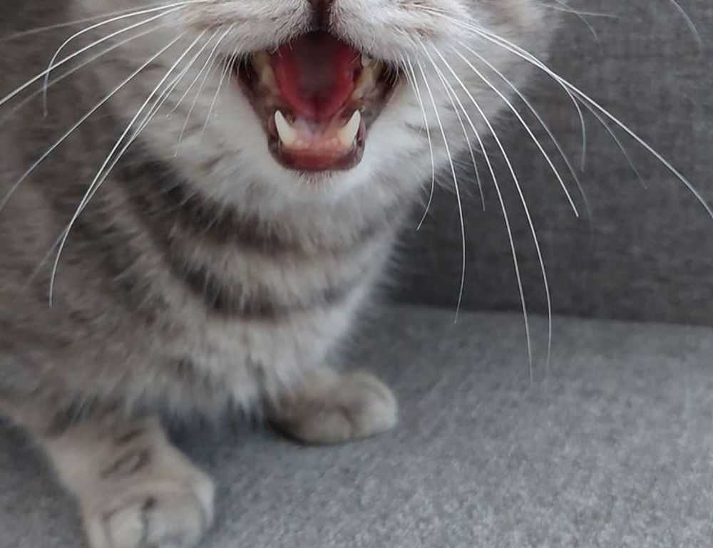 sons of the forest eneba