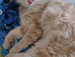 sophie lawson topless