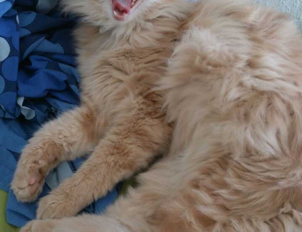 sophie lawson topless