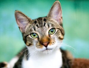 tatuajes de calas significado