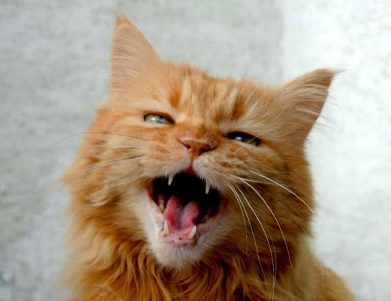 vampiro cartel de cali