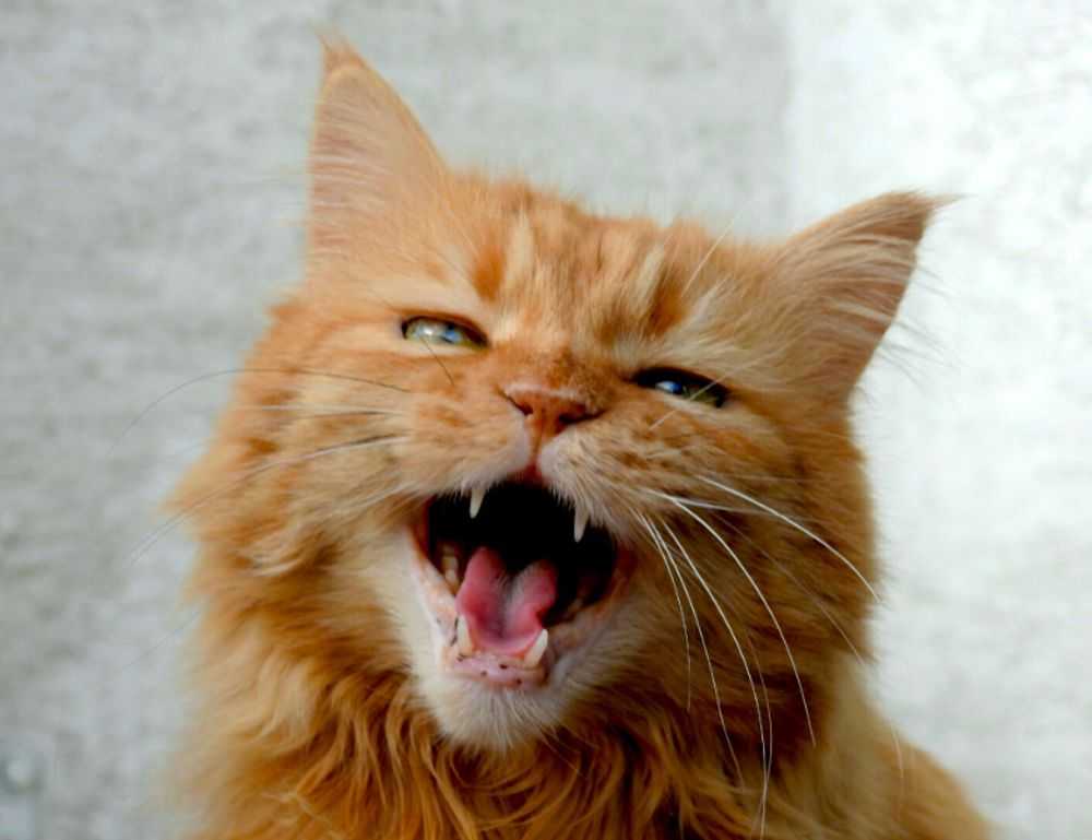 vampiro cartel de cali